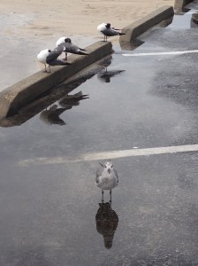 ...... sometimes you just have to leave the rest of the group for a closer look.